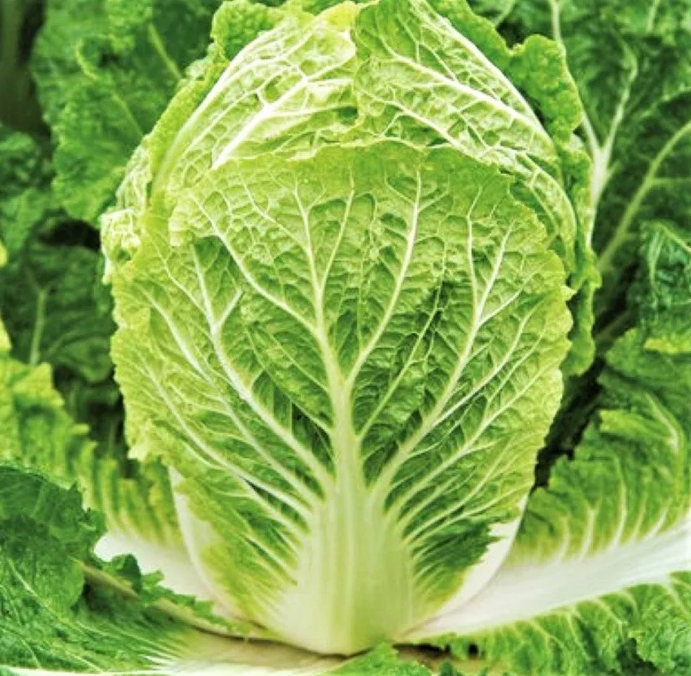 matsushima-chinese-napa-cabbage Matsushima Chinese Napa Cabbage