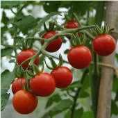 Matt's Wild Cherry