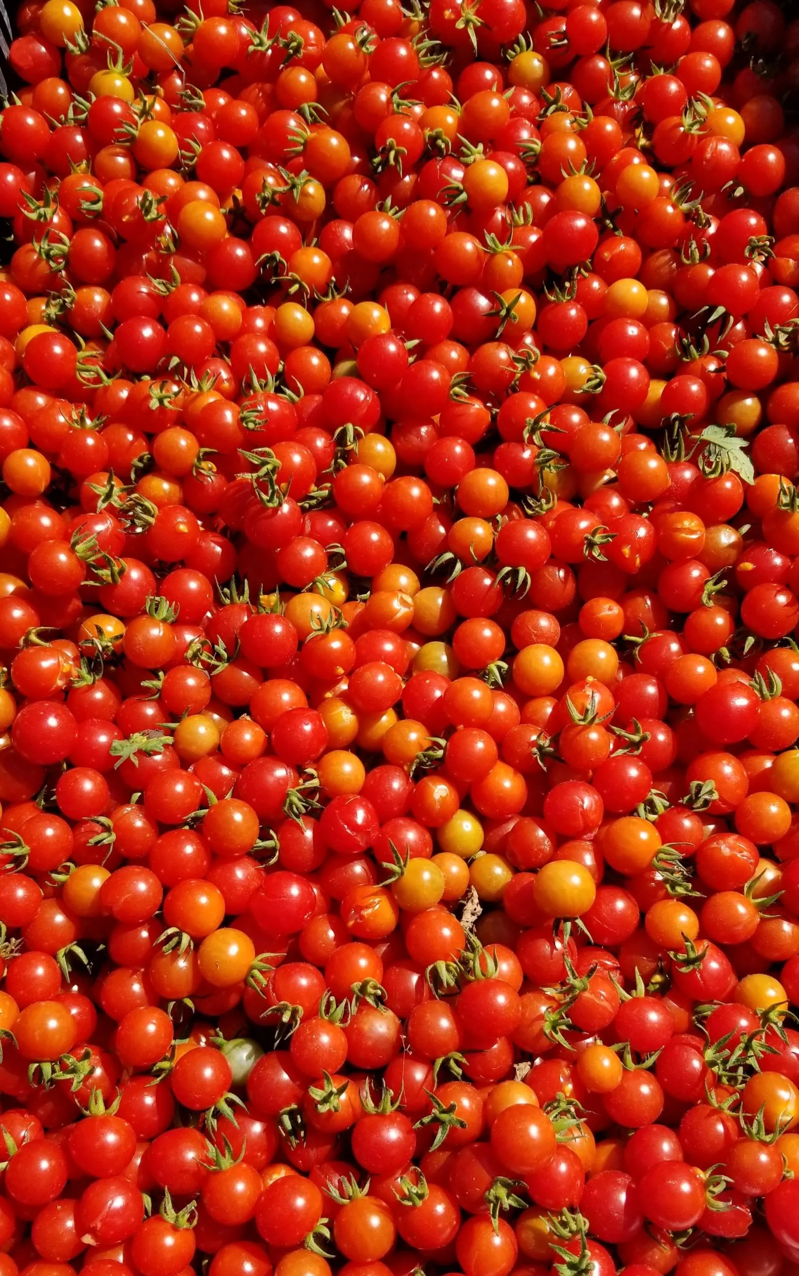 Matt’s Wild Tomato