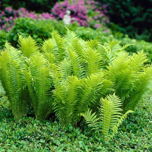 matteuccia-ostrich-fern Matteuccia 'Ostrich Fern'