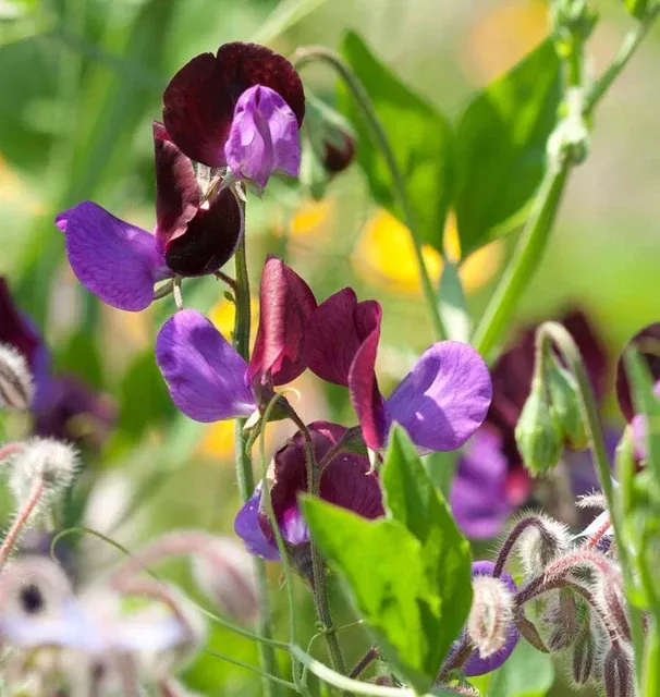 Matucana Sweet Pea