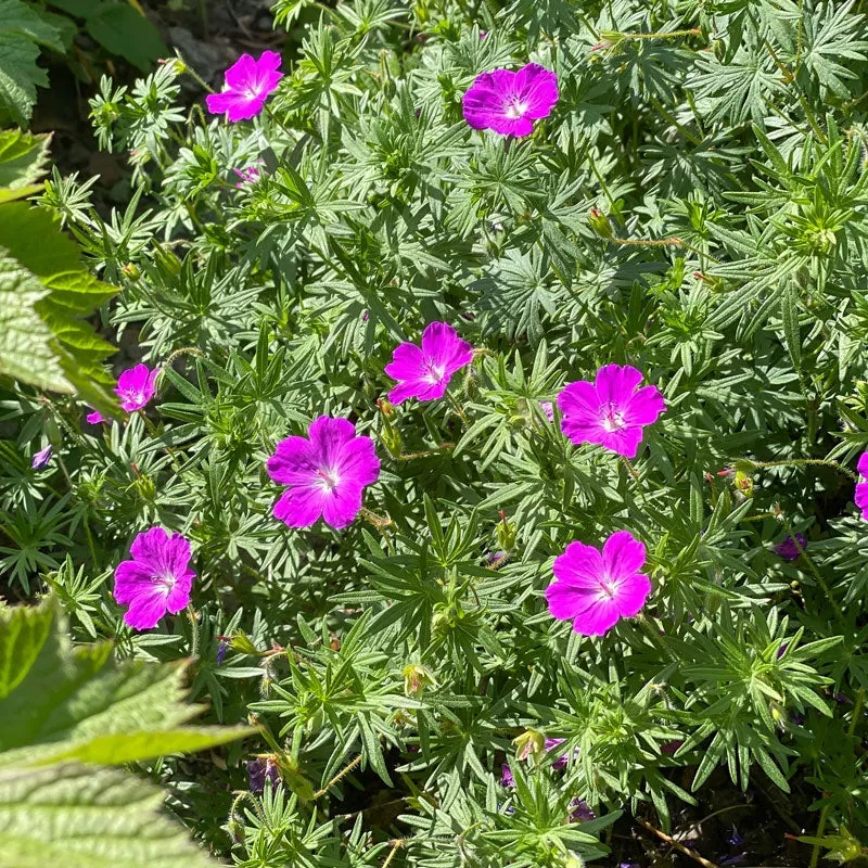 max-frei-bloody-cranesbill-geranium Max Frei Bloody Cranesbill (Geranium)