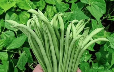 maxibel-haricot-vert-bean Maxibel Haricot Vert Bean