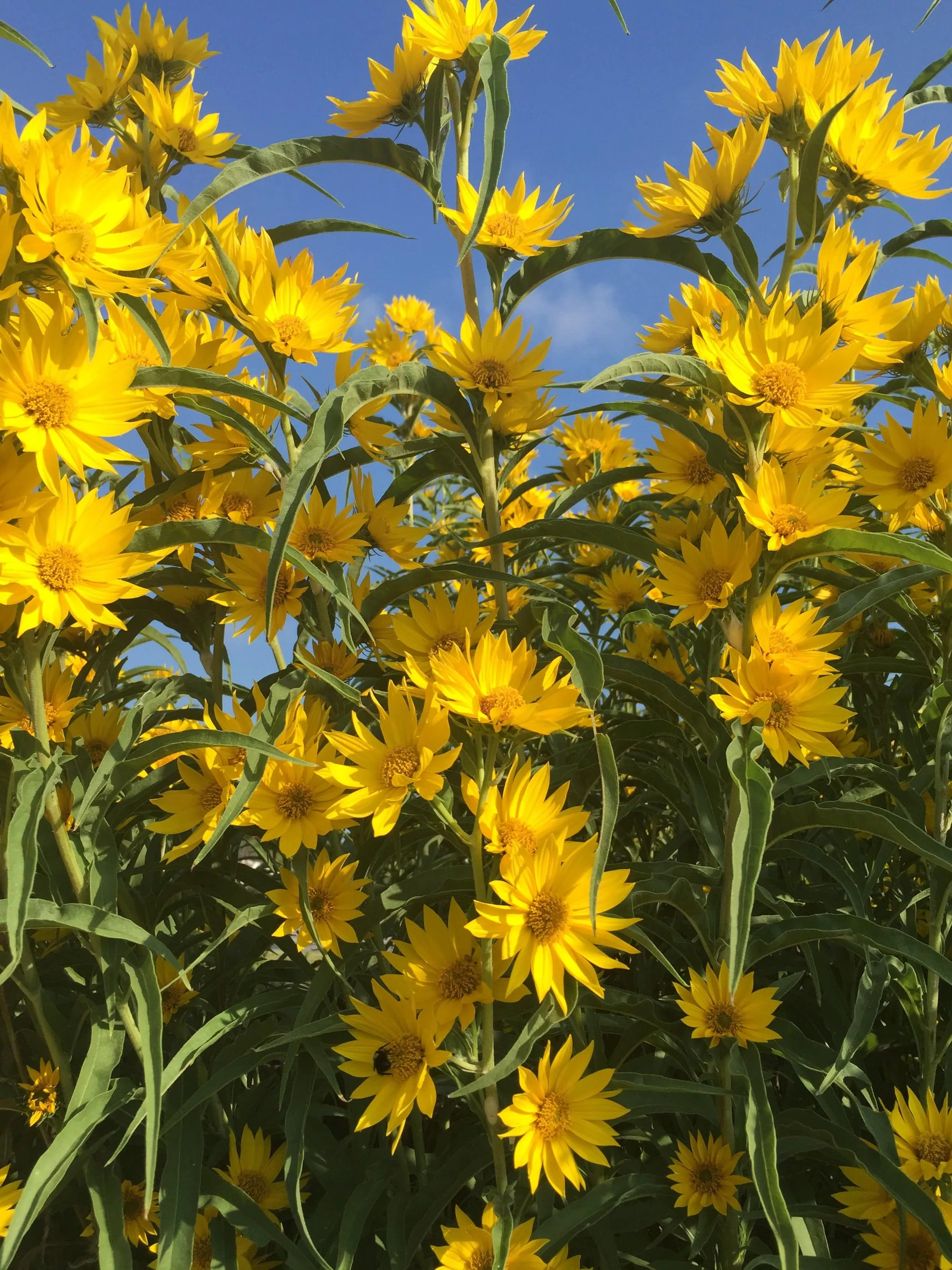 Maximilian Sunflower