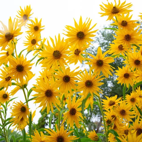 Maximillian Sunflower