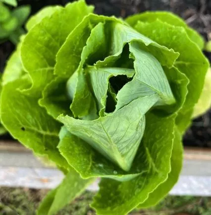 may-queen-lettuce May Queen Lettuce