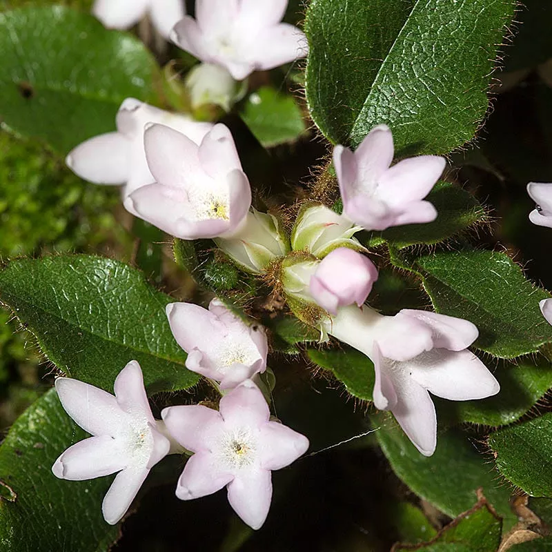 mayflower Mayflower