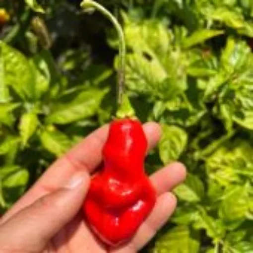mayo-pimento-pepper-seeds Mayo Pimento Pepper Seeds