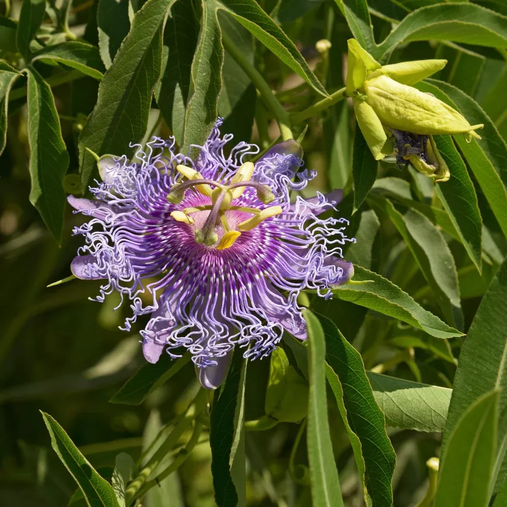 maypop Maypop