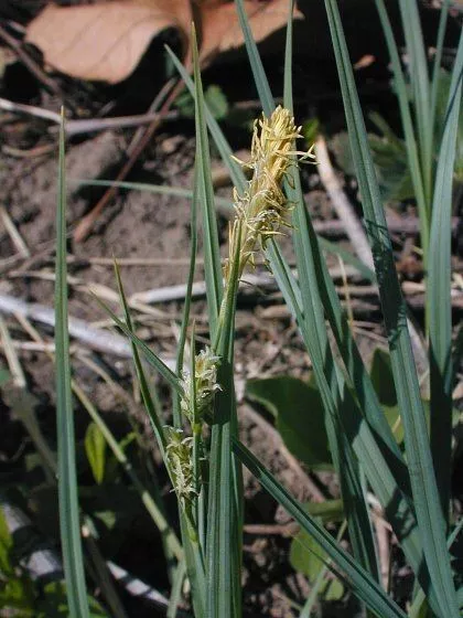 mead-s-sedge Mead’s Sedge