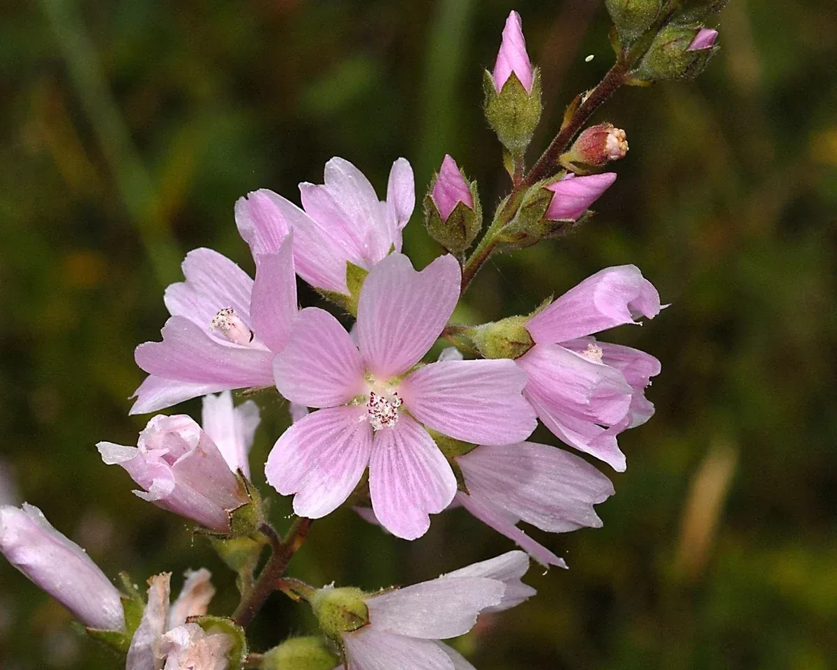 Meadow Checkermallow Seeds (Sidalcea campestris)