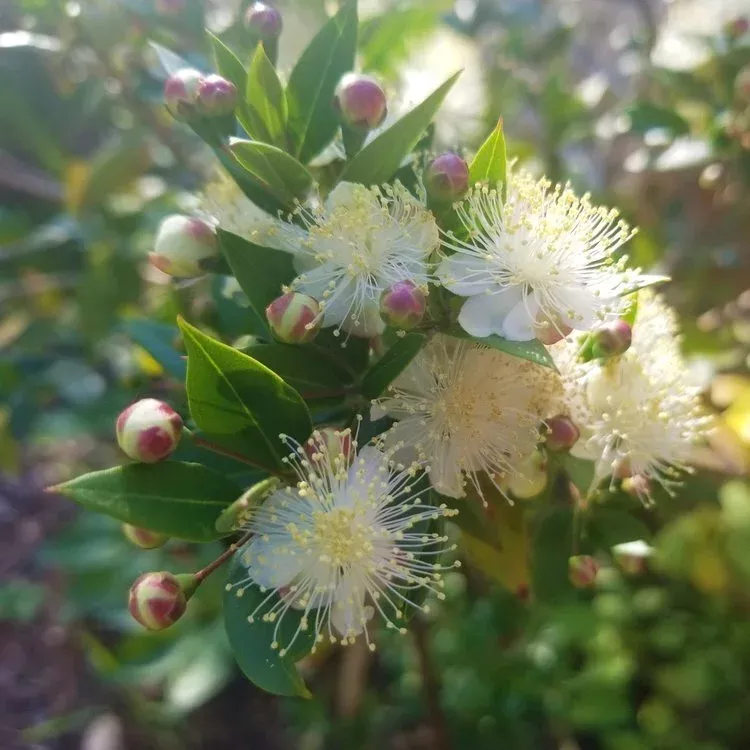 mediterranean-myrtle Mediterranean Myrtle