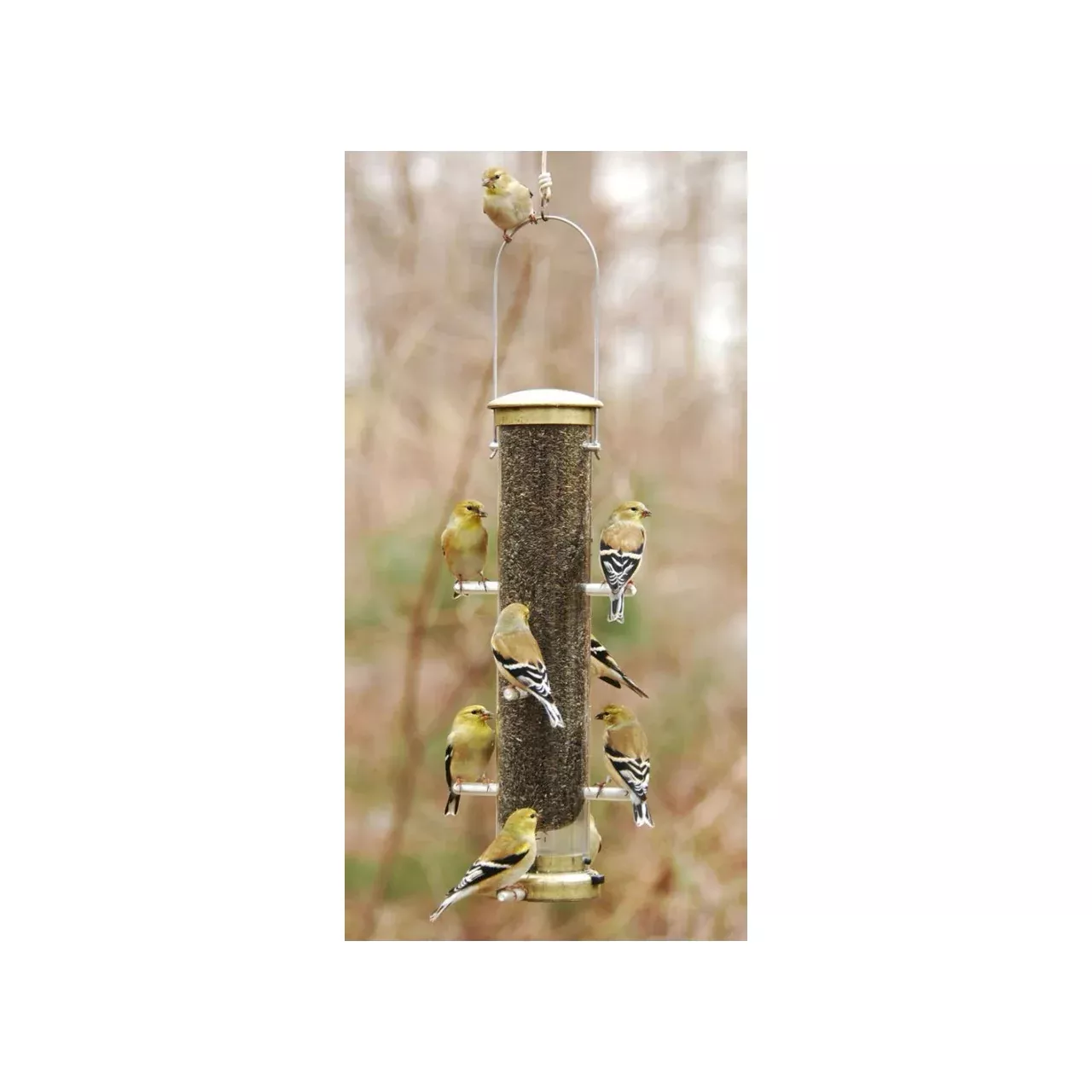 Medium Nyjer Feeder in Brass