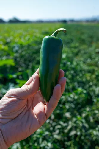 Megatron Jalapeno