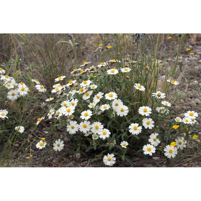 melampodium-leucanthum-black-foot-daisy Melampodium Leucanthum, Black Foot Daisy
