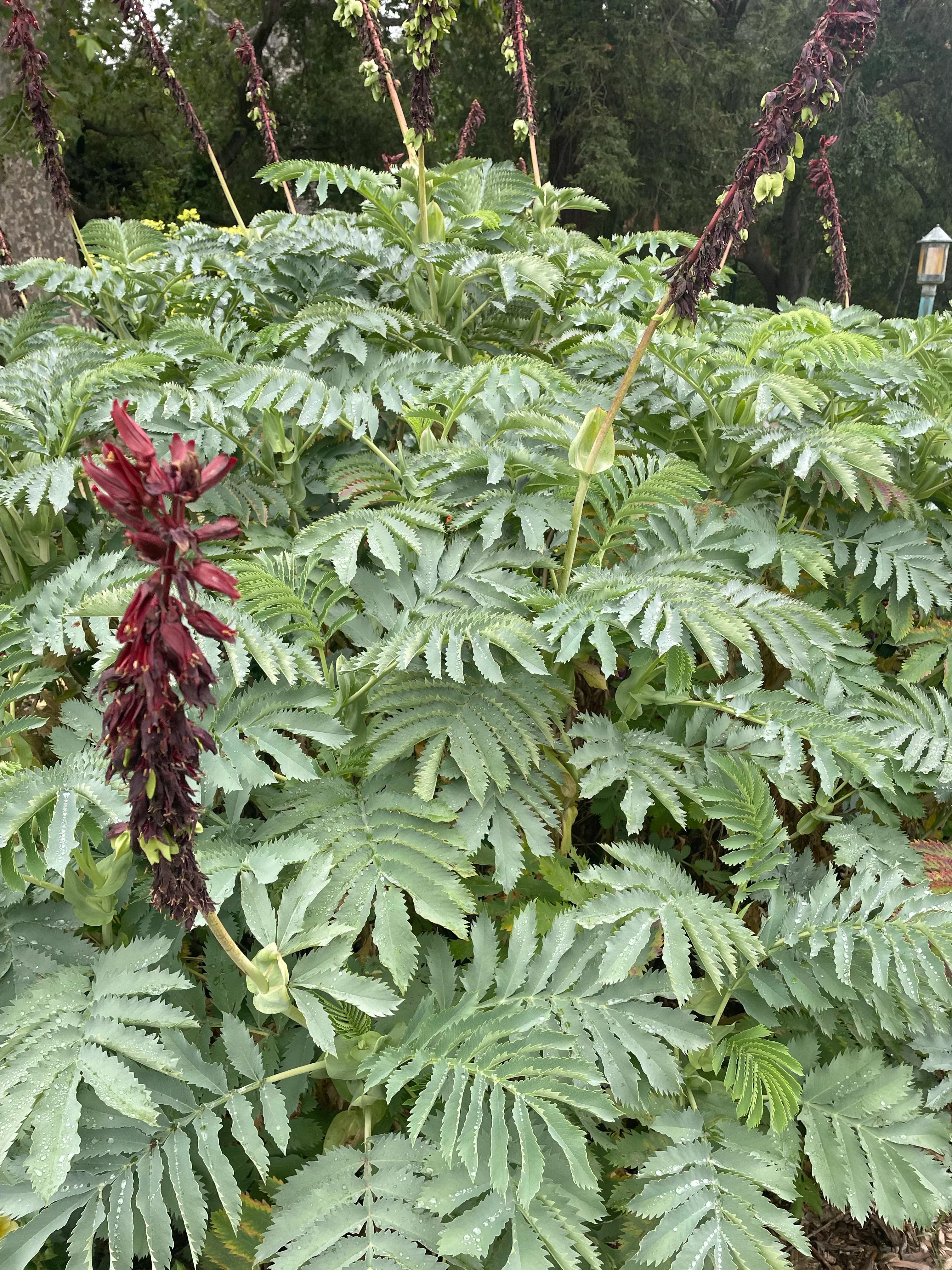 Melianthus major