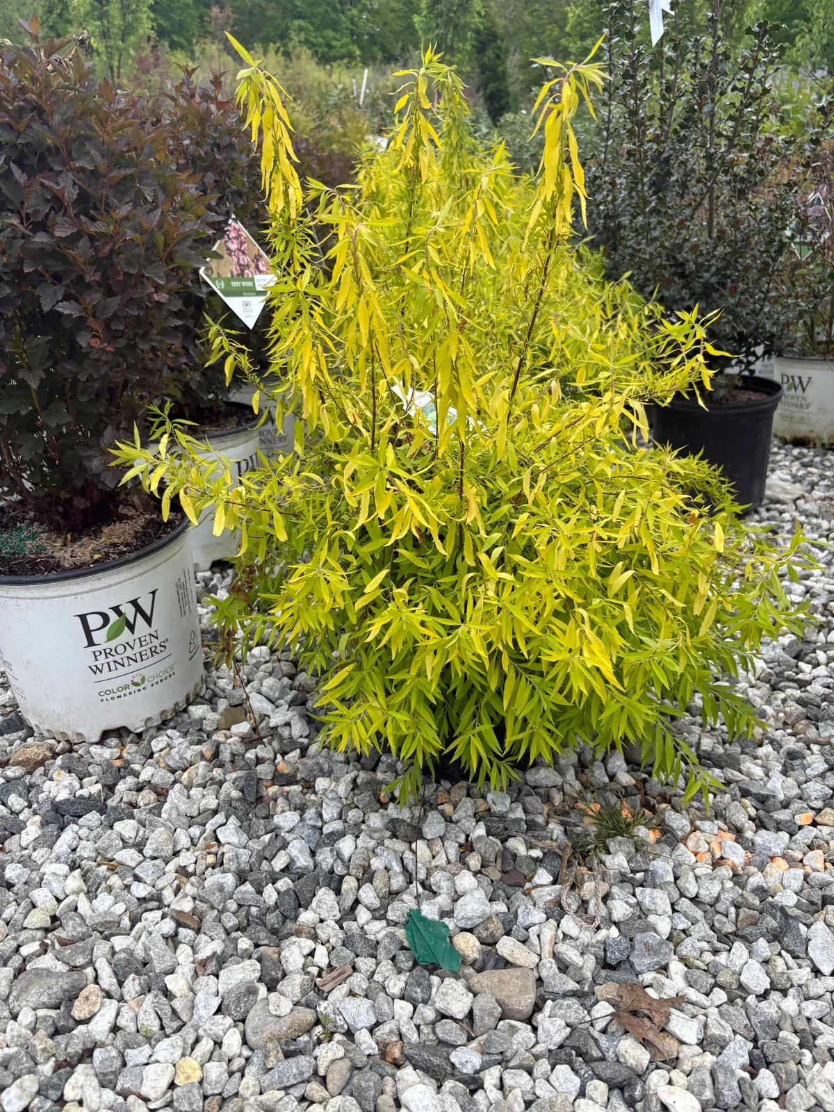 mellow-yellow-spiraea Mellow Yellow Spiraea