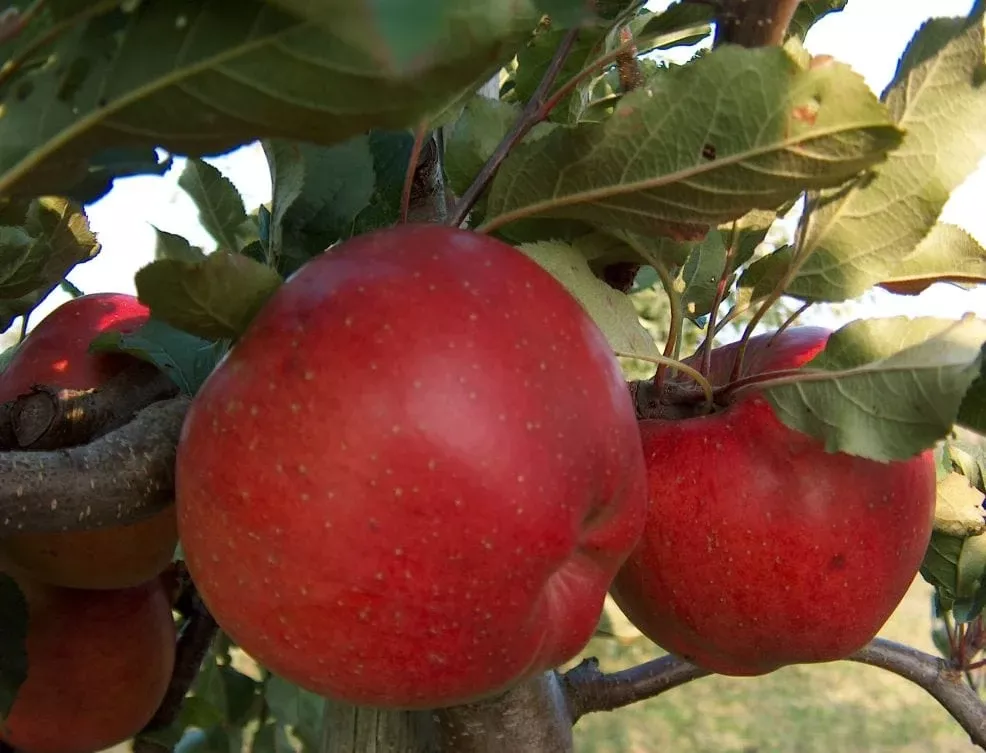 melrose-apple Melrose Apple