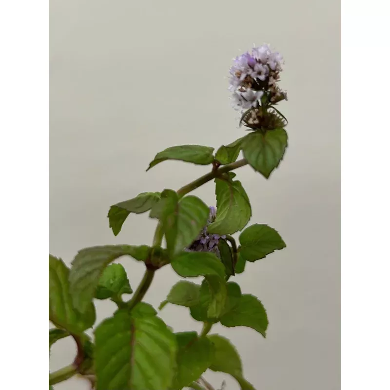 mentha-citrata-bergamot-mint Mentha citrata, Bergamot Mint