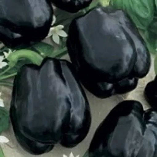 merlot-pepper-seeds Merlot Pepper Seeds