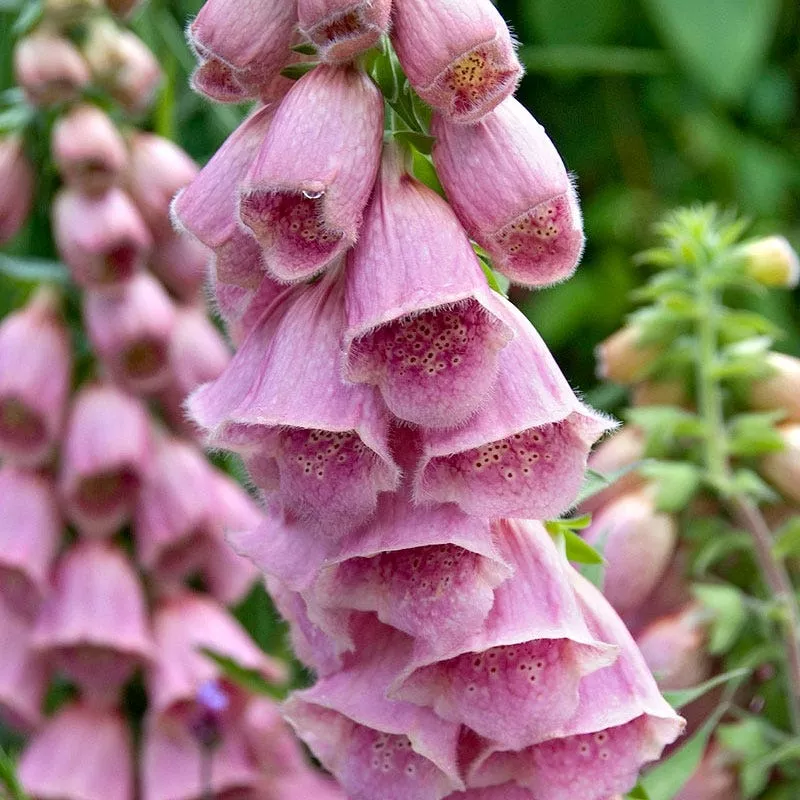 merton-foxglove Merton Foxglove