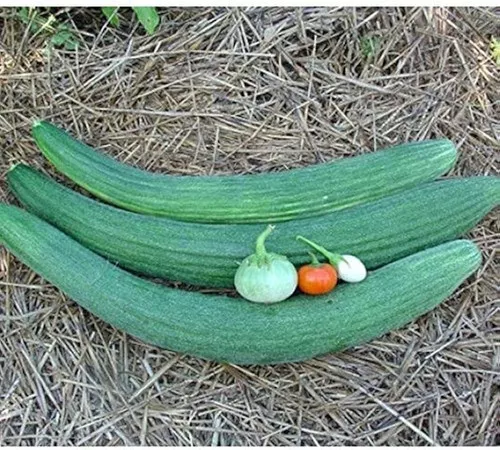 metki-dark-green-serpent-cucumber Metki Dark Green Serpent Cucumber