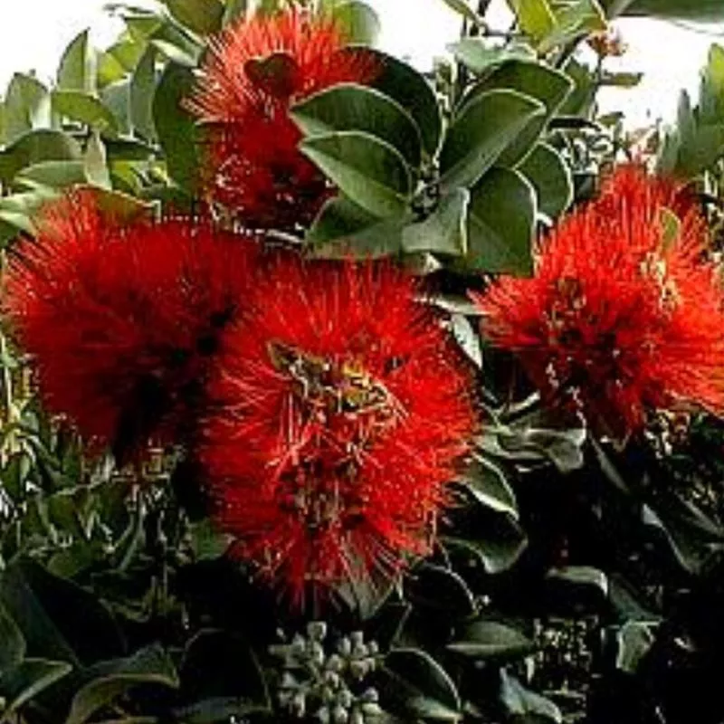 metrosideros-collina-springfire Metrosideros collina 'Springfire'