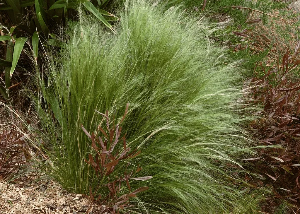 mexican-feathergrass Mexican Feathergrass