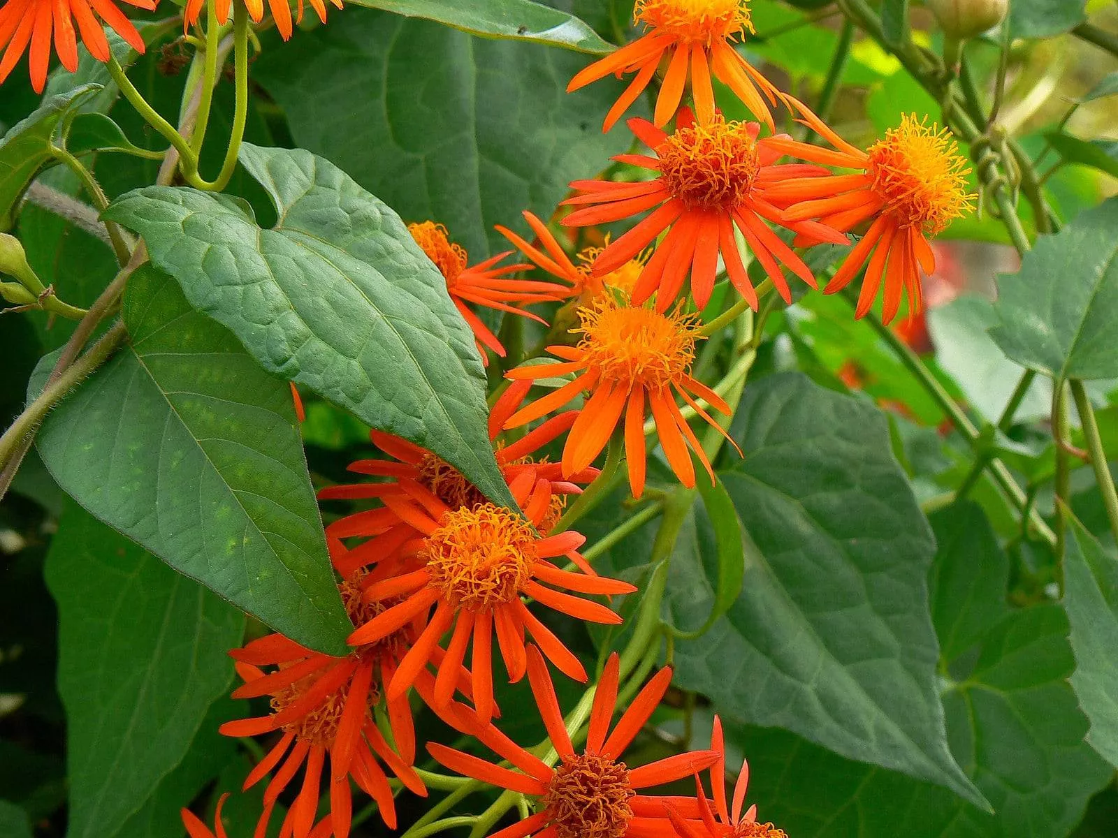 mexican-flame-vine Mexican Flame Vine