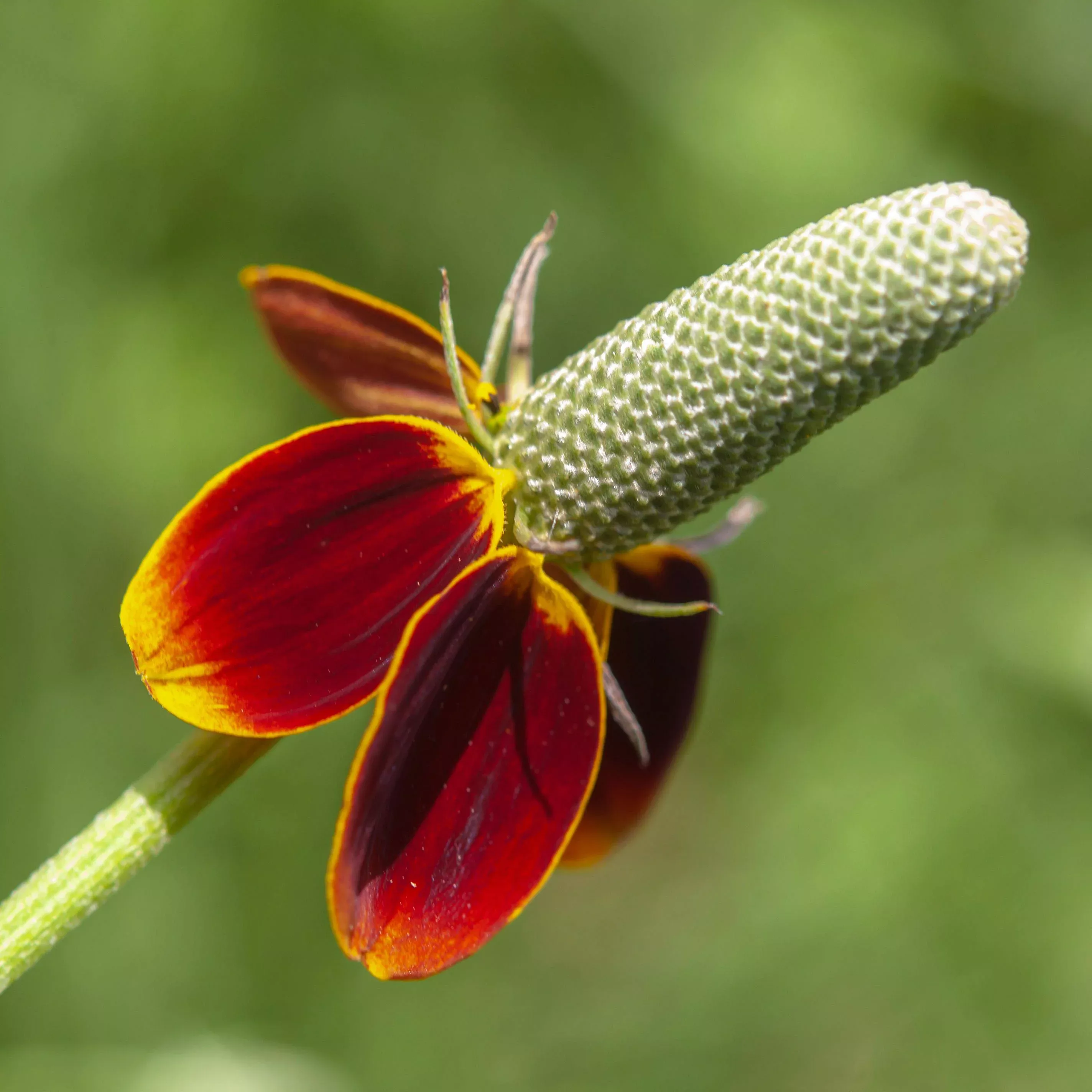 mexican-hat Mexican Hat