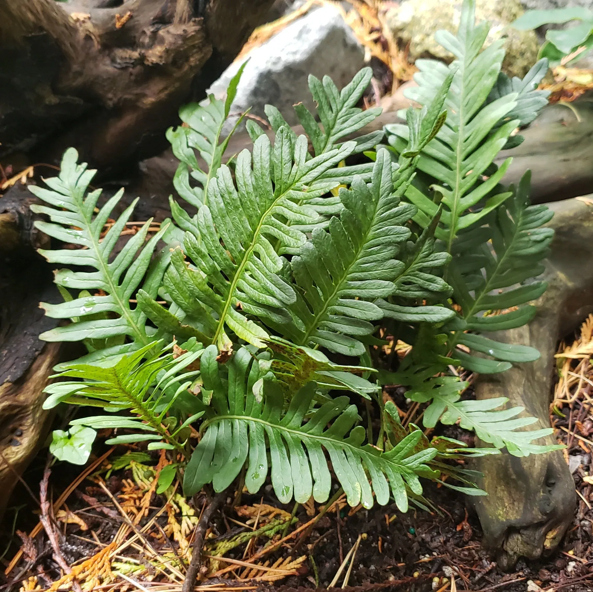 Mexican Licorice Fern