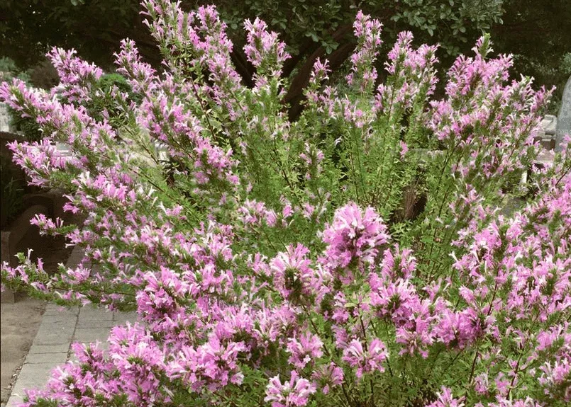 Mexican Oregano