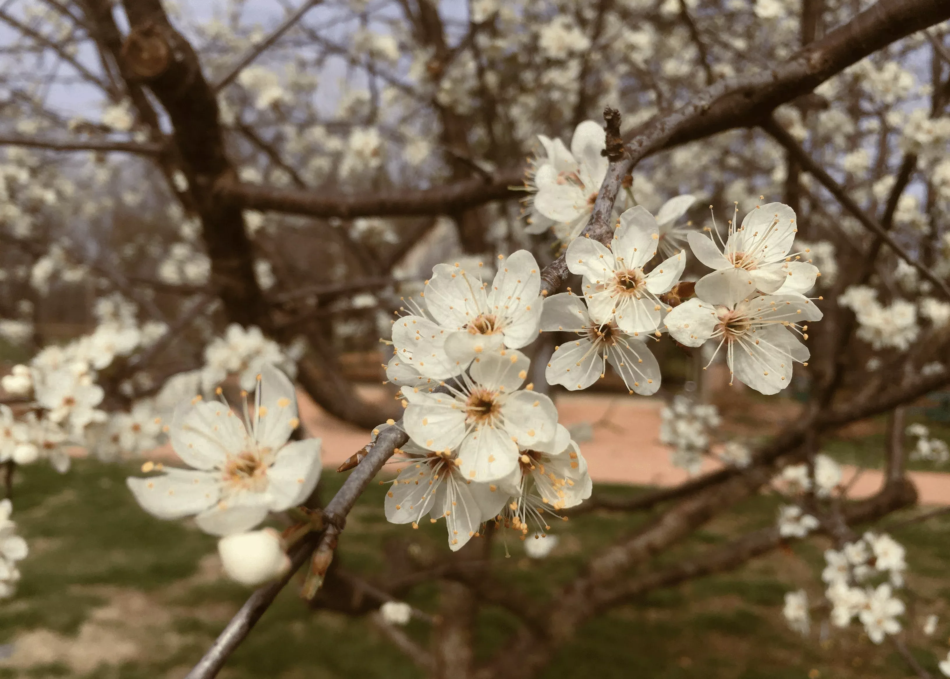 mexican-plum Mexican Plum
