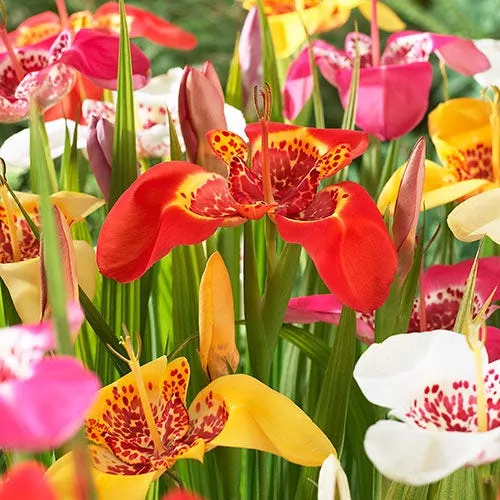 mexican-shellflower-mix Mexican Shellflower Mix