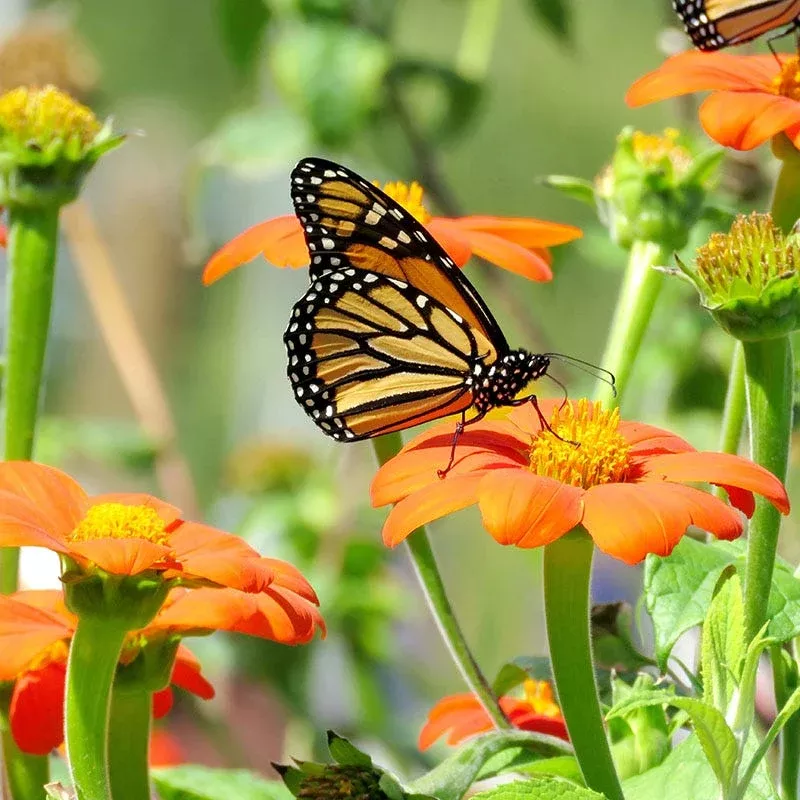 mexican-sunflower-seeds Mexican Sunflower Seeds