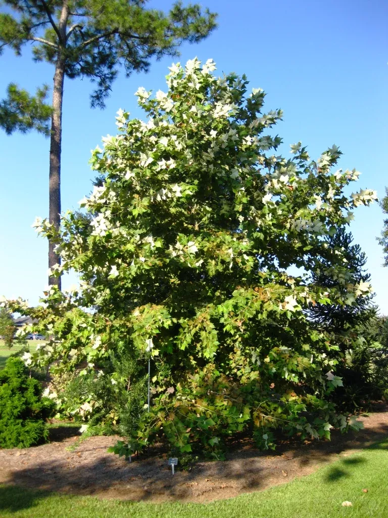 mexican-sycamore Mexican Sycamore