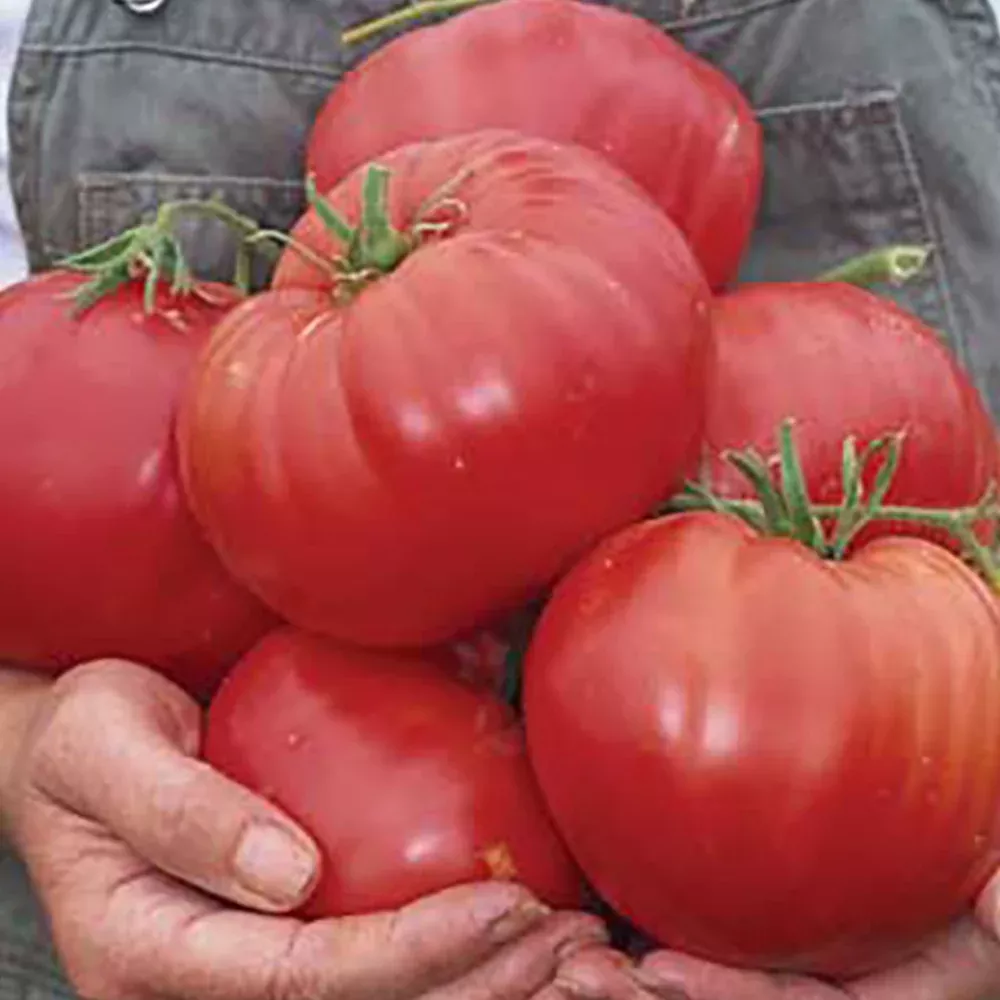 Mexico Tomato