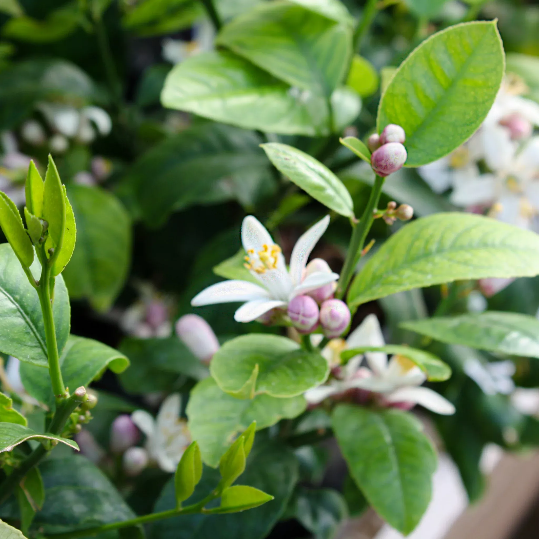 Meyer's Lemon Tree