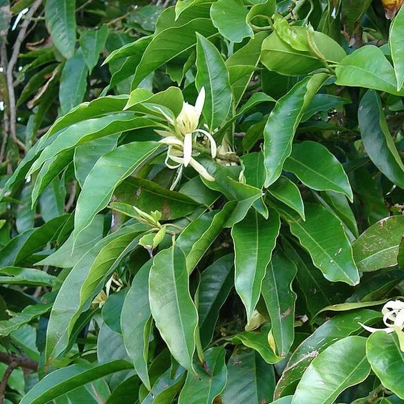 michelia-champaca-alba Michelia champaca 'Alba'