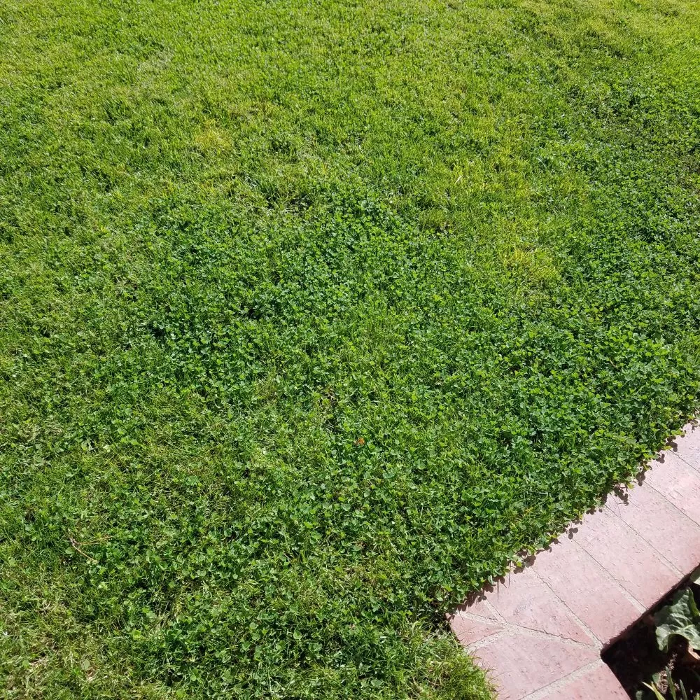 Micro Clover