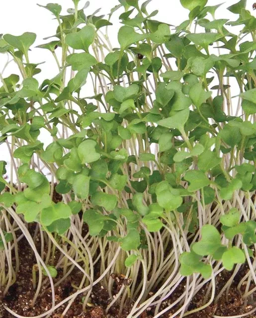 microgreen-broccoli-organic-west-coast-seeds Microgreen Broccoli Organic- West Coast Seeds