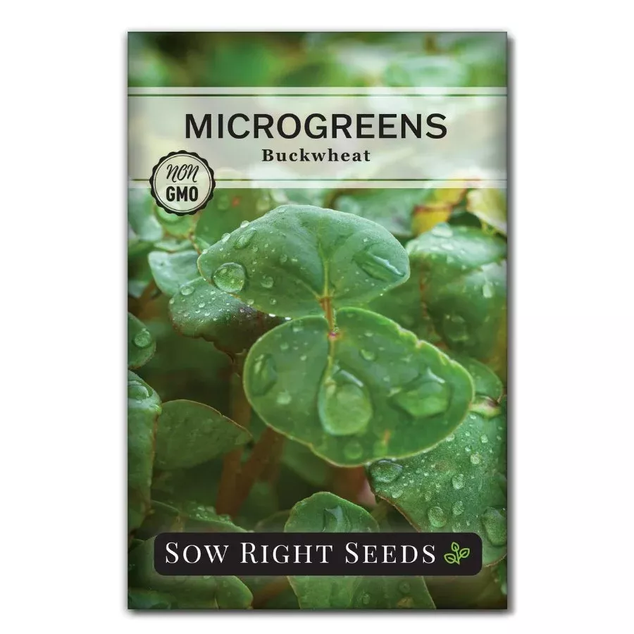 Microgreens Buckwheat