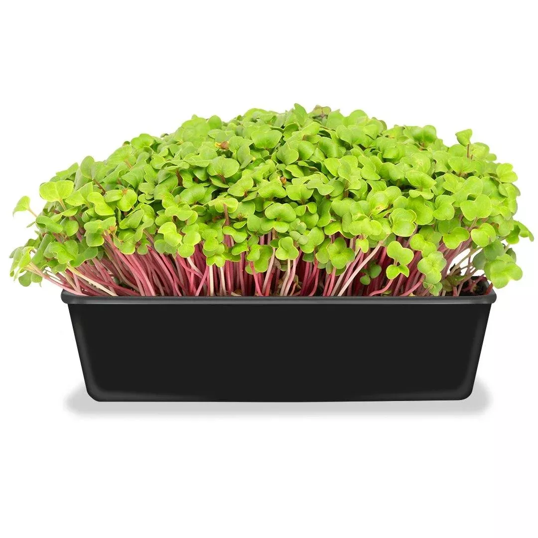 microgreens-kit Microgreens Kit