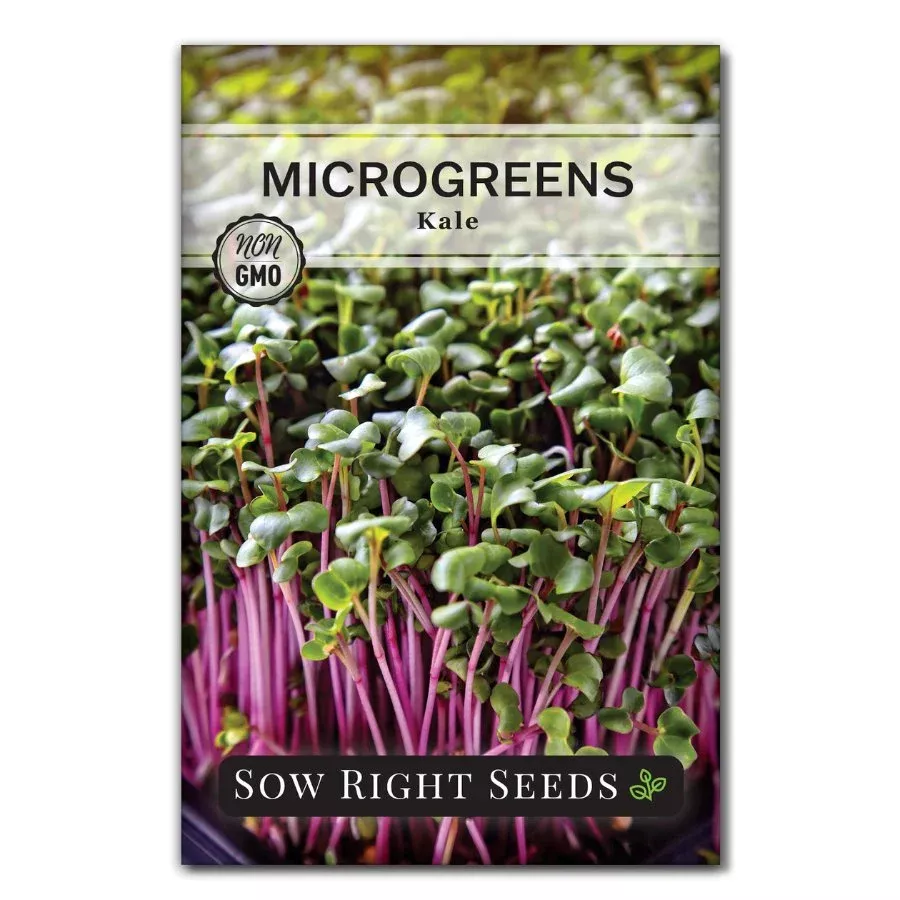 microgreens-red-kale Microgreens Red Kale
