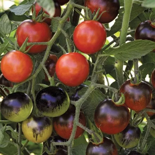 midnight-snack-tomato-seeds Midnight Snack Tomato Seeds
