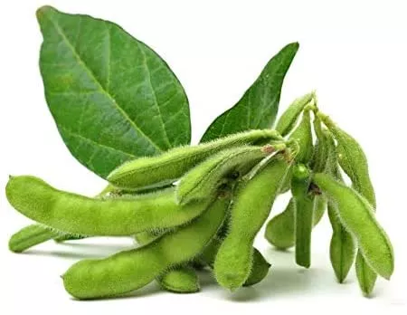 midori-giant-edamame-soybean Midori Giant Edamame Soybean