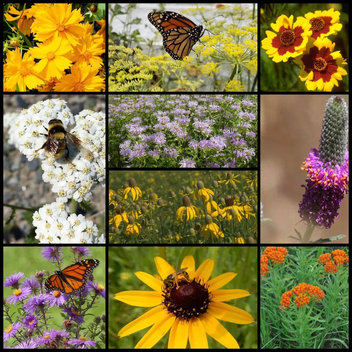 midwest-native-pollinator-wildflower-mixture Midwest Native Pollinator Wildflower Mixture