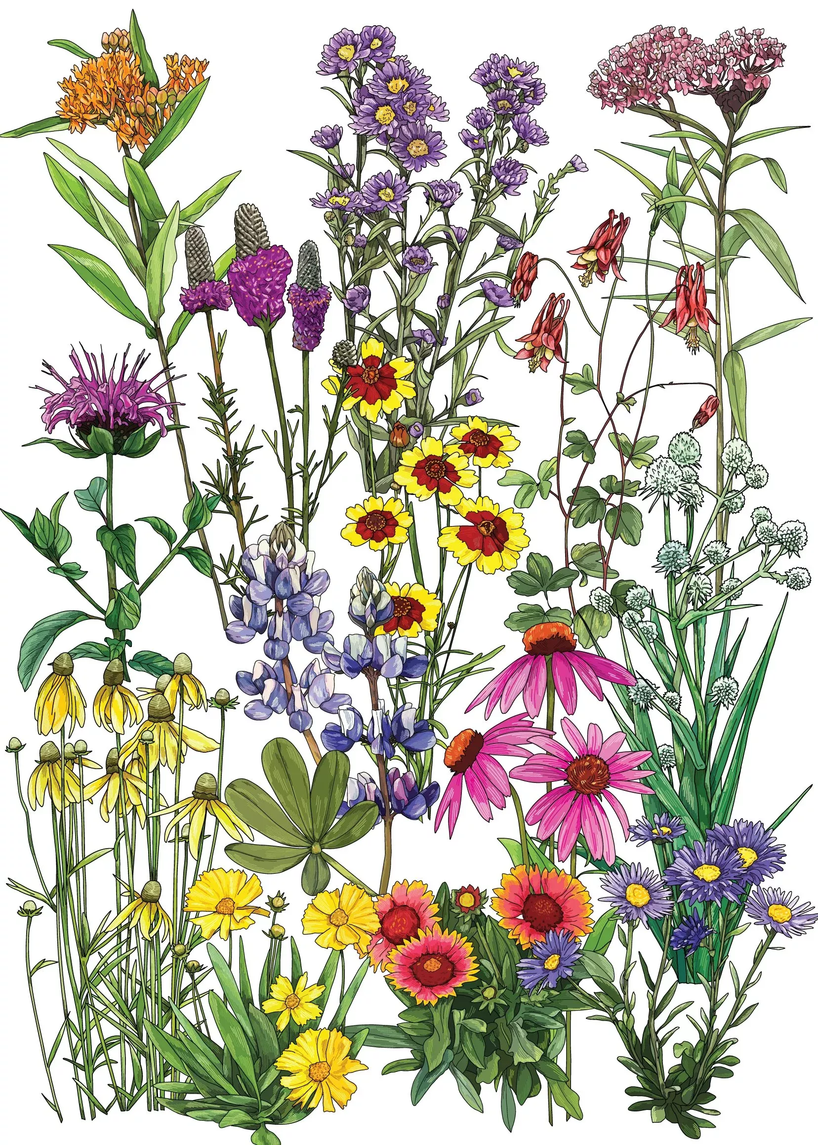 Midwest Native Wildflower Seed Mix - 1oz to 1lb