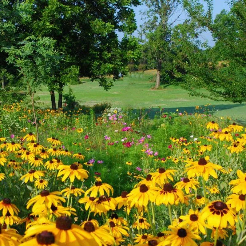 midwest-pollinator-wildflower-seed-mix Midwest Pollinator Wildflower Seed Mix