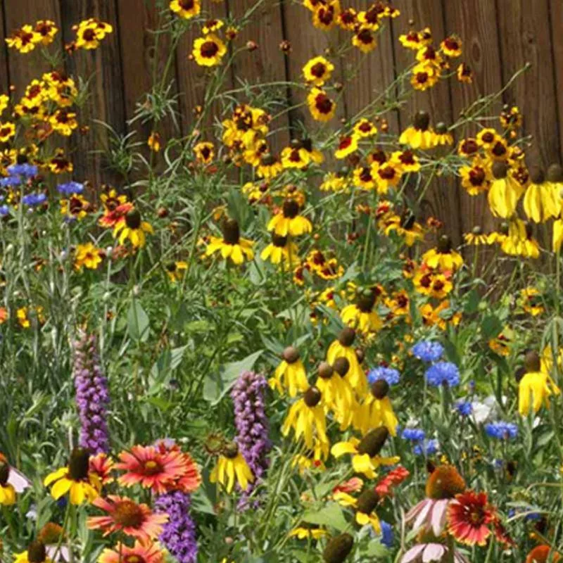 midwest-wildflower-mix-bulk-seed-2 Midwest Wildflower Mix - Bulk Seed (2)